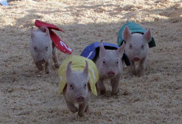 San Antonio Stock Show & Rodeo - FEBRUARY
